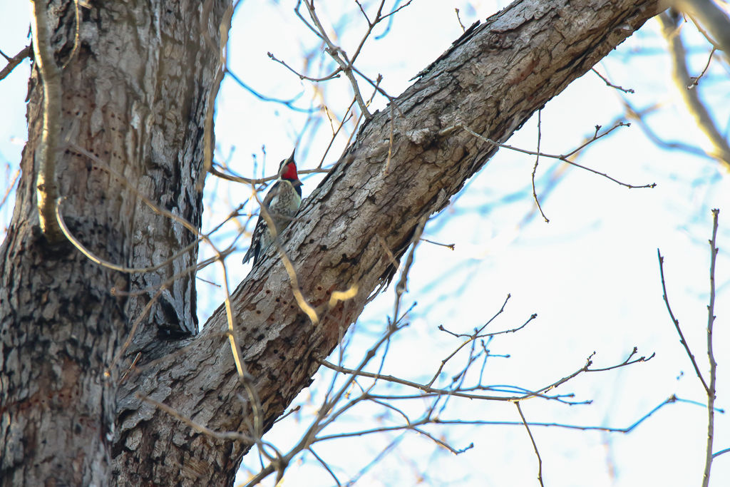 Backyard Birds NH-0206.jpg